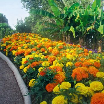 Groot afrikaantje Taishan Mix (plugplanten) - Tagetes erecta