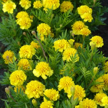 Klein afrikaantje Petite Citroengeel (zaad) - Tagetes patula