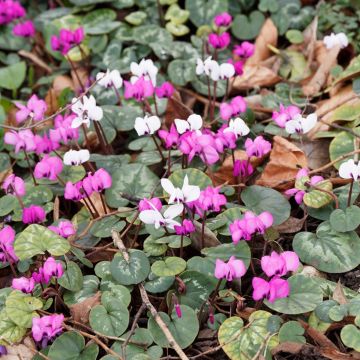 Winterbloeiend tapijt - Cyclamen coum in roze en wit