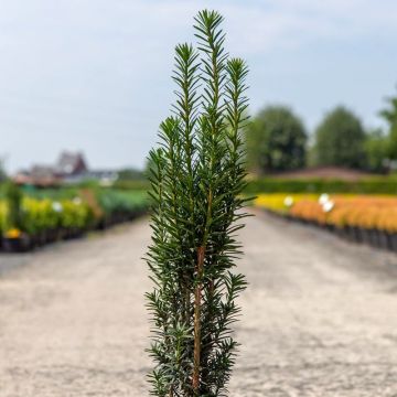 Taxus baccata fastigiata Black Tower - Venijnboom