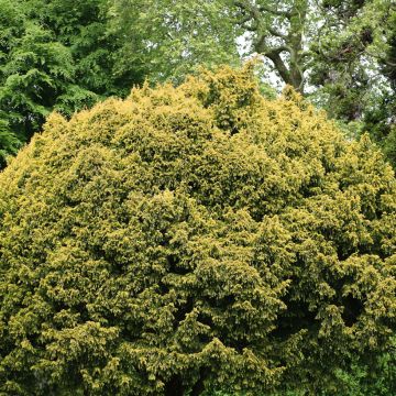 Taxus baccata Elegantissima - Venijnboom