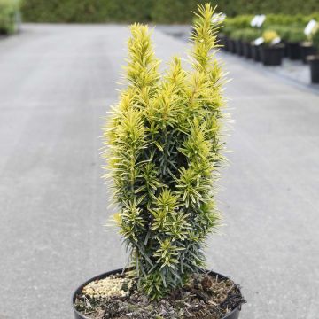 Taxus baccata Ivory Tower - Venijnboom
