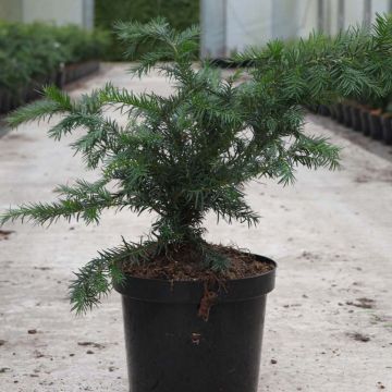 Taxus baccata Repandens - Venijnboom