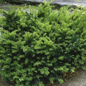Taxus media Emerald Spreader - Venijnboom