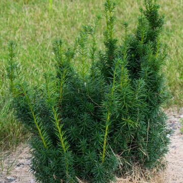 Taxus media Hicksii - Venijnboom