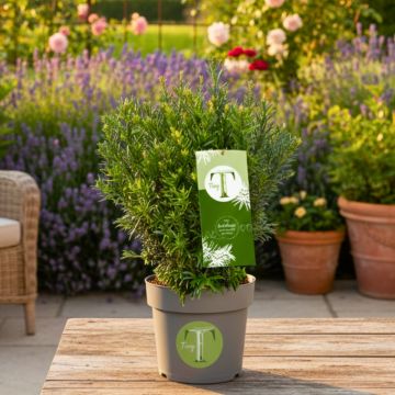 Taxus baccata Tiny T - Venijnboom