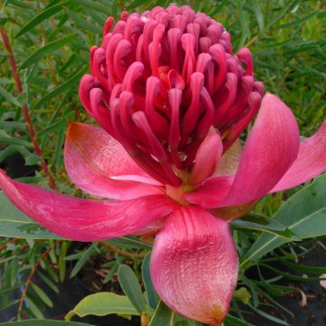 Telopea Emperors Torch - Waratah