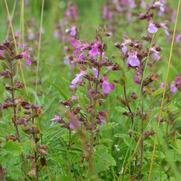 Teucrium chamaedrys Wild Form - Echte gamander