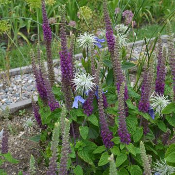 Teucrium hircanicum Paradise Delight - Gamander