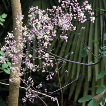 Thalictrum Elin - Ruit