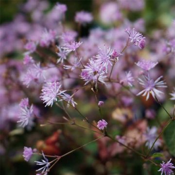 Thalictrum Evening Star - Ruit