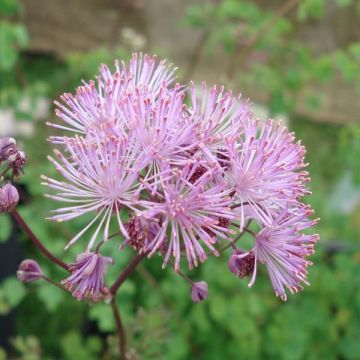 Thalictrum aquilegifolium - Ruit