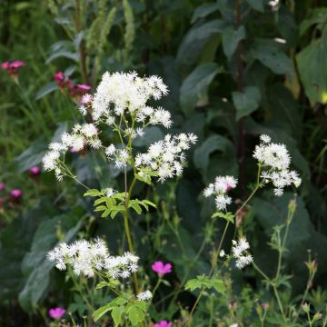 Thalictrum aquilegifolium Album - Akeleiruit