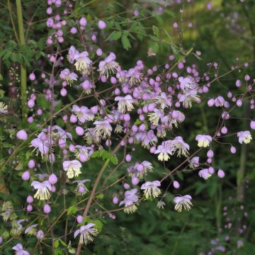 Thalictrum delavayi - Chinese ruit