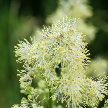 Thalictrum sphaerostachyum - Poelruit