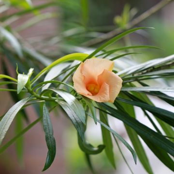 Thevetia peruviana - Gele oleander