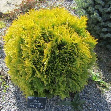 Thuja occidentalis Amber Glow - Westerse levensboom