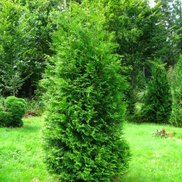 Thuja occidentalis Brabant - Westerse levensboom