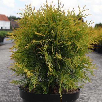 Thuja occidentalis Golden Globe - Westerse levensboom