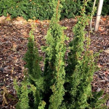 Thuja occidentalis Malonyana Holub - Westerse levensboom