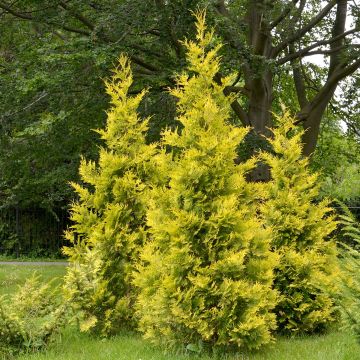 Thuja occidentalis Salland - Westerse levensboom