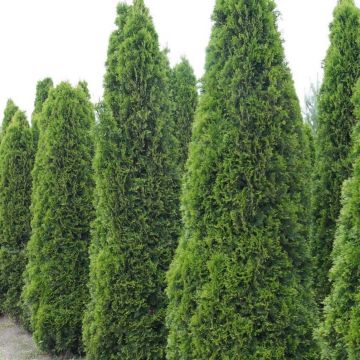Thuja occidentalis Totem Smaragd - Westerse levensboom