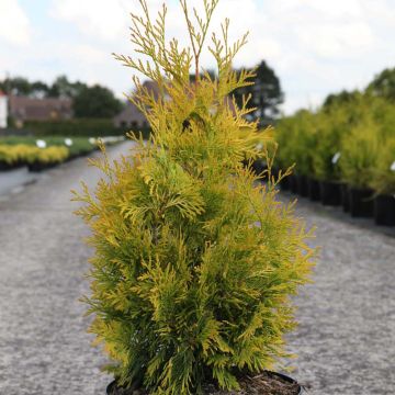 Thuja occidentalis Yellow Ribbon - Westerse levensboom
