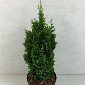 Thuja occidentalis Zmatlik - Westerse levensboom