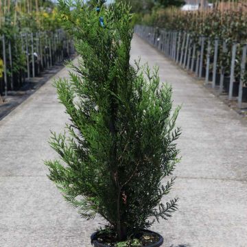Thuja plicata Atrovirens - Reuzenlevensboom