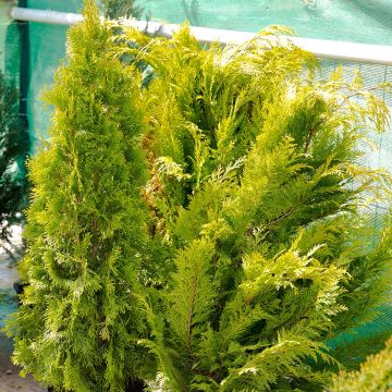 Thuja plicata Martin - Reuzenlevensboom
