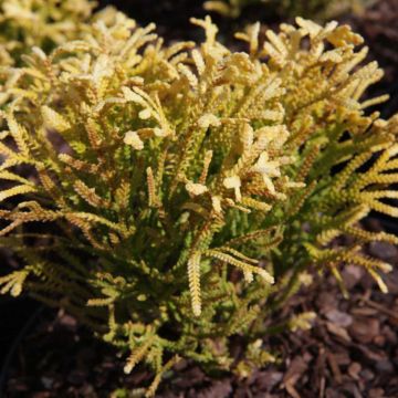 Thujopsis dolabrata Solar Flare - Hibacipres