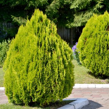 Thuja orientalis Pyramidalis Aurea - Westerse levensboom