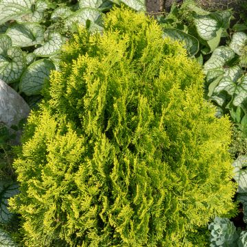Thuja occidentalis Golden Smaragd - Westerse levensboom