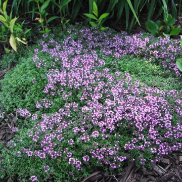 Thymus praecox Coccineus - Kruiptijm