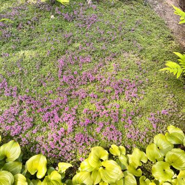 Thymus pseudolanuginosus - Woltijm
