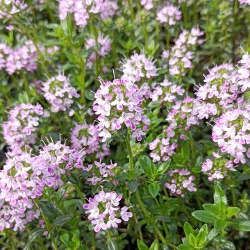 Thymus nitens - Kruiptijm