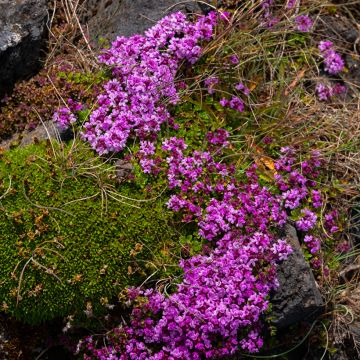 Thymus praecox Bressingham - Kruiptijm