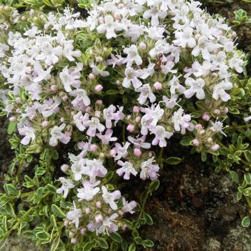 Thymus praecox Highland Cream - Kruiptijm