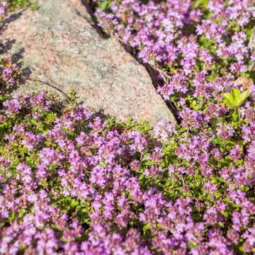 Thymus praecox Red Carpet - Kruiptijm
