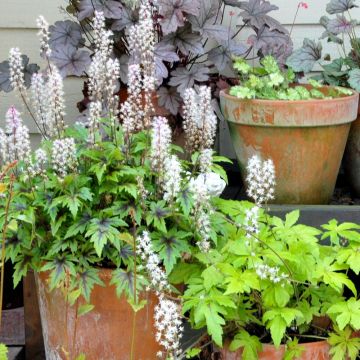 Tiarella Angel Wings - Schuimbloem