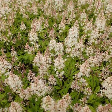 Tiarella Arpeggio - Schuimbloem