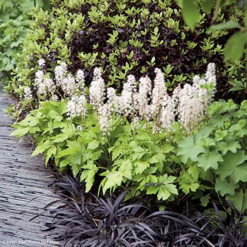 Tiarella Crow Feather - Schuimbloem