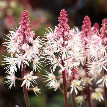 Tiarella Morning Star - Schuimbloem
