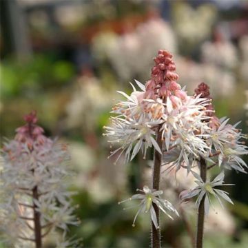 Tiarella Spring Symphony - Schuimbloem