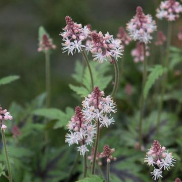 Tiarella Sugar and Spice - Schuimbloem