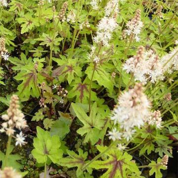 Tiarella cordifolia Mint Chocolate - Schuimbloem