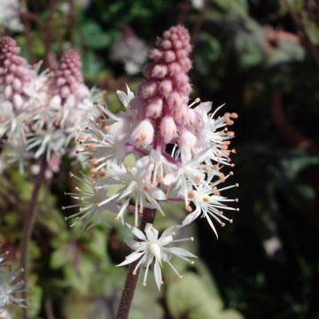 Tiarella Ninja - Schuimbloem