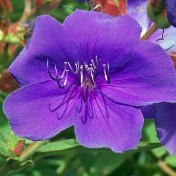 Tibouchina Groovy Baby - Spinnenbloem