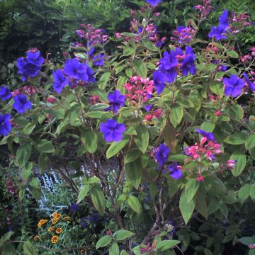 Tibouchina urvilleana - Spinnenbloem