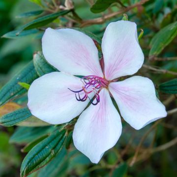 Tibouchina urvilleana Peace Baby - Spinnenbloem